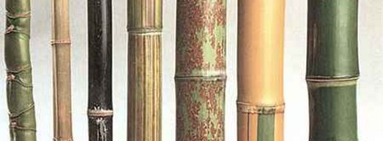 Bambus leczy, bambus żywi, bambus ubiera