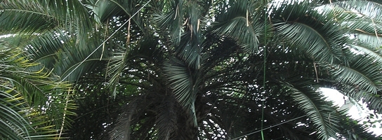 Palmiarnia Łódzka